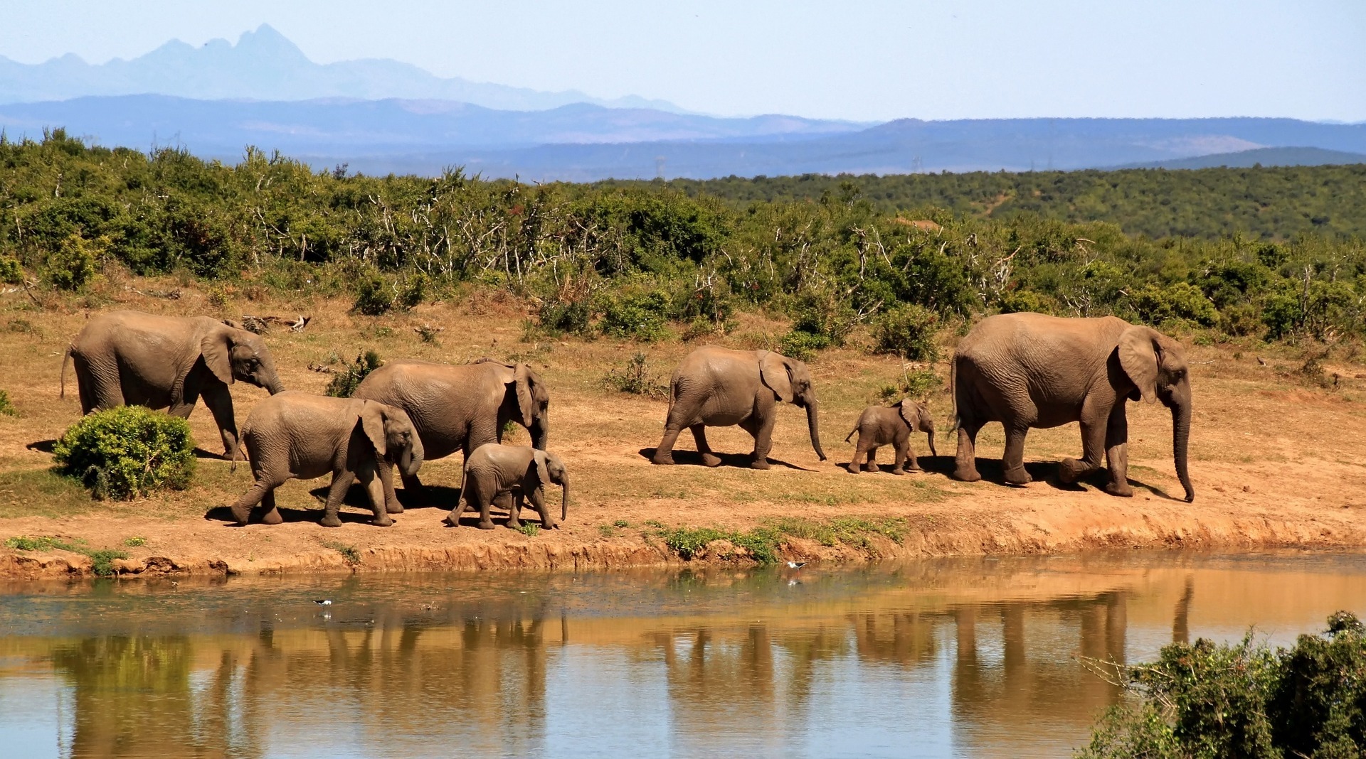 Elephants walking through the African savanna on a luxury safari