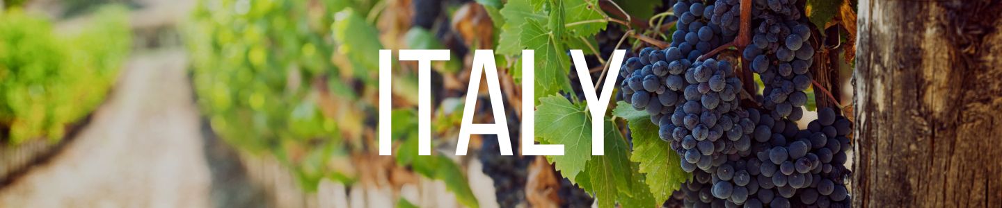 Tuscan vineyard with red grapes ready for harvest