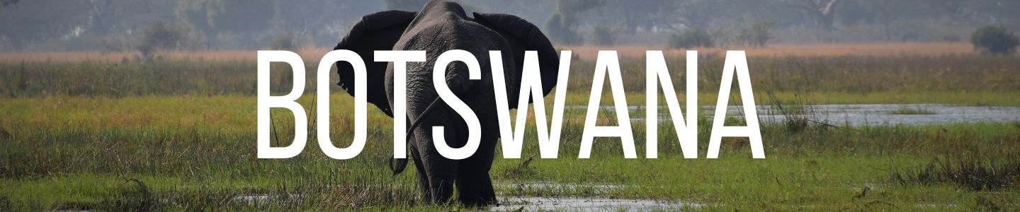 single large African elephant walking away in the Okavango Delta, Botswana