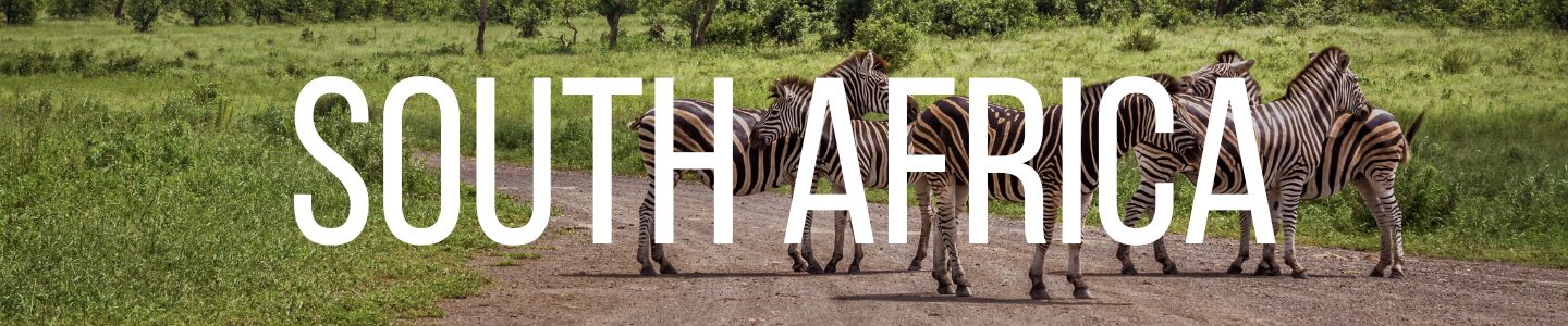 plains zebras in Kruger National Park, South Africa