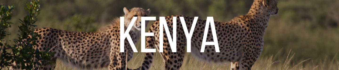 cheetahs in Masai Mara National Park, Kenya, Africa