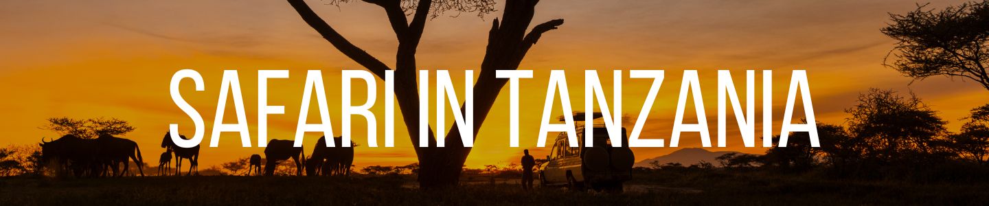 sunset panoramic of a safari in Tanzania