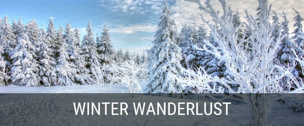 snowy winter forest