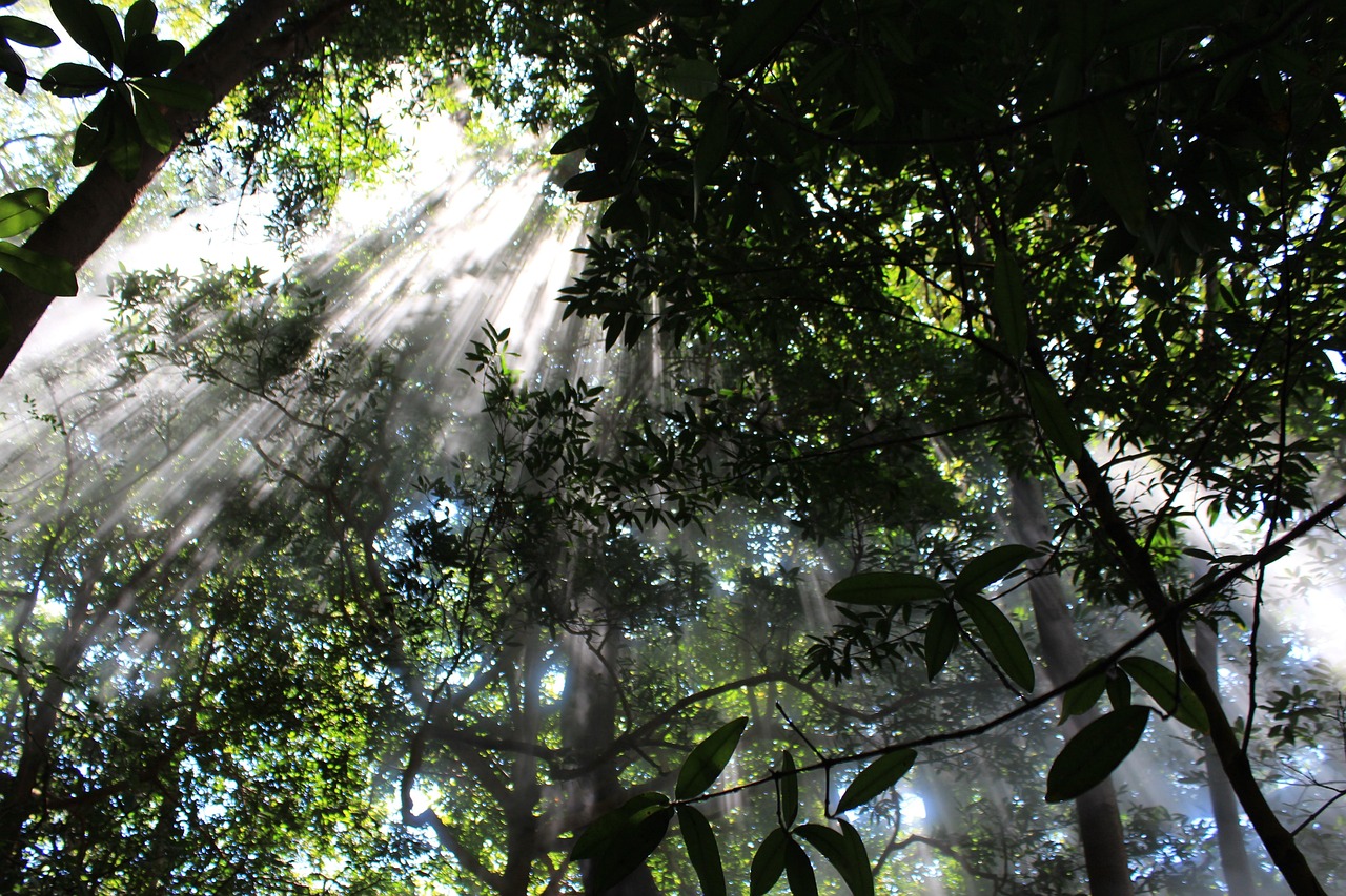 cloud forest, forest, jungle, nature, mood, the atmosphere, costa rica, green, fog, sunbeams, rainforest, central america, vacations, to travel, wanderlust, exotic