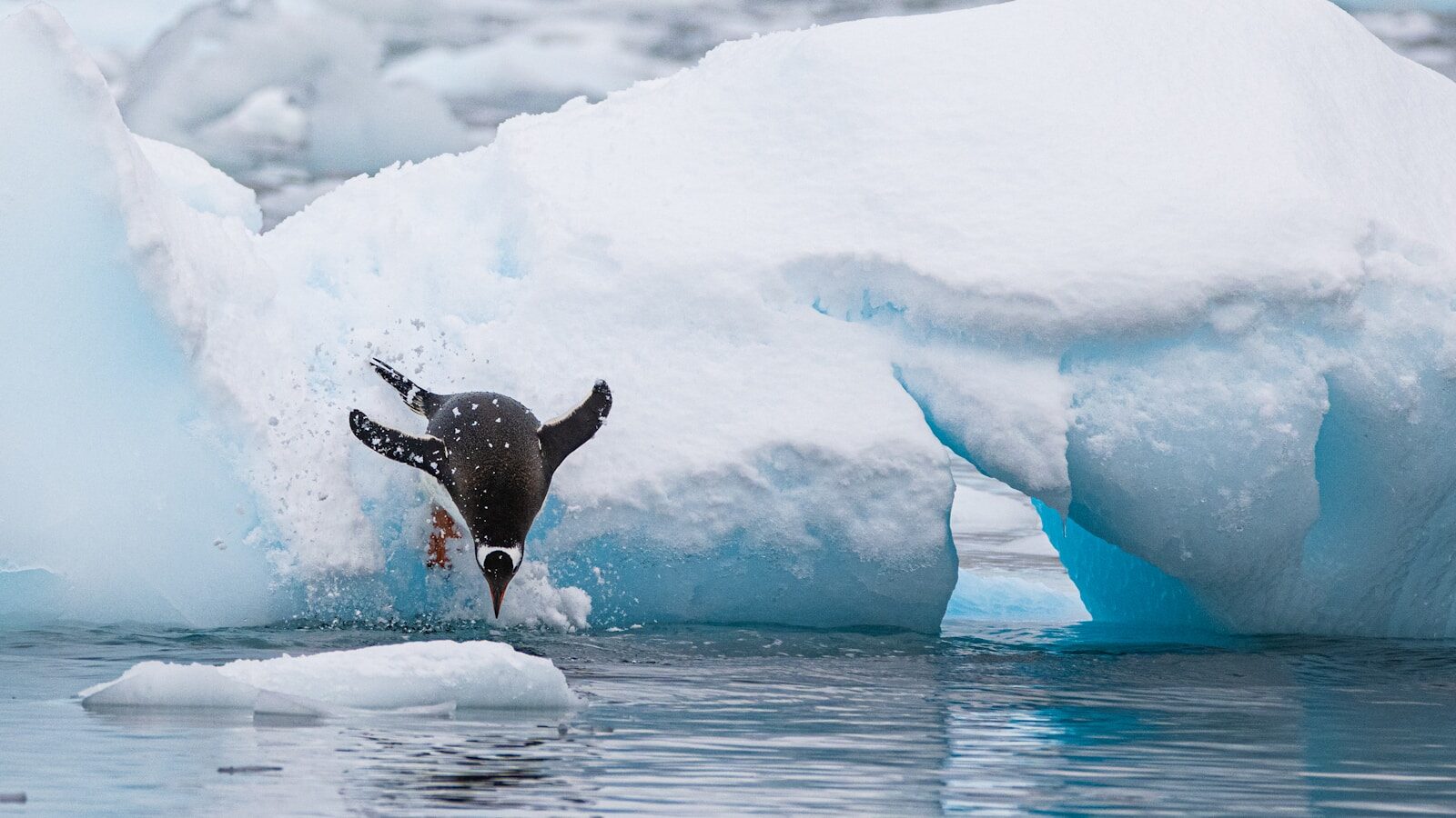 a penguin diving in the water