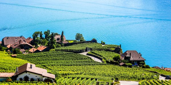 swiss, montreux, vineyard, montreux, montreux, montreux, montreux, montreux, vineyard
