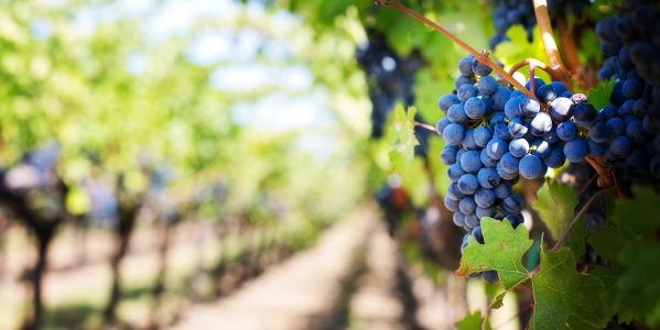 grapes, vines, grapevines, vineyard, fruits, organic, produce, harvest, viticulture, winegrowing, rebstock, cultivation, farming, agriculture, nature, napa valley, napa vineyard, vineyard, vineyard, vineyard, vineyard, vineyard, harvest, agriculture