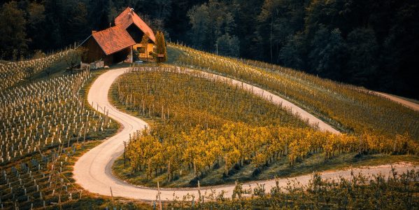 vineyard, agriculture, farm, autumn, slovenia, nature, landscape, landscape, landscape, landscape, landscape, landscape