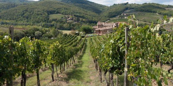 wine growing, vineyard, vine, hillside, nature, fall, landscape, agriculture, tuscany, italy, chianti, chianti, chianti, chianti, chianti, chianti