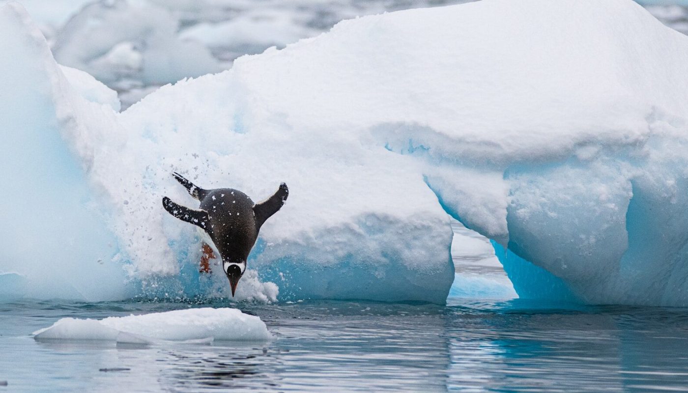 a penguin diving in the water