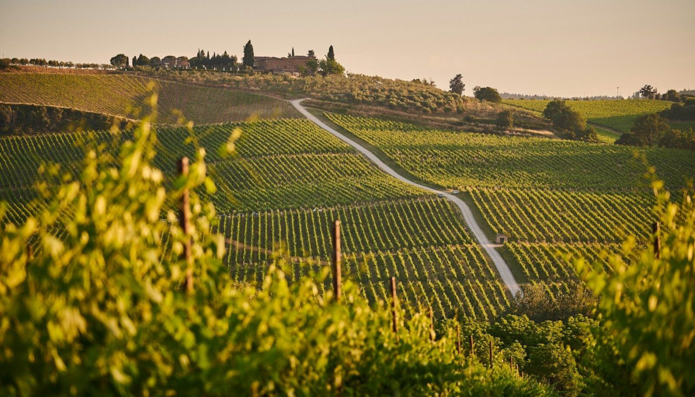 vineyard rows on tuscan hillside