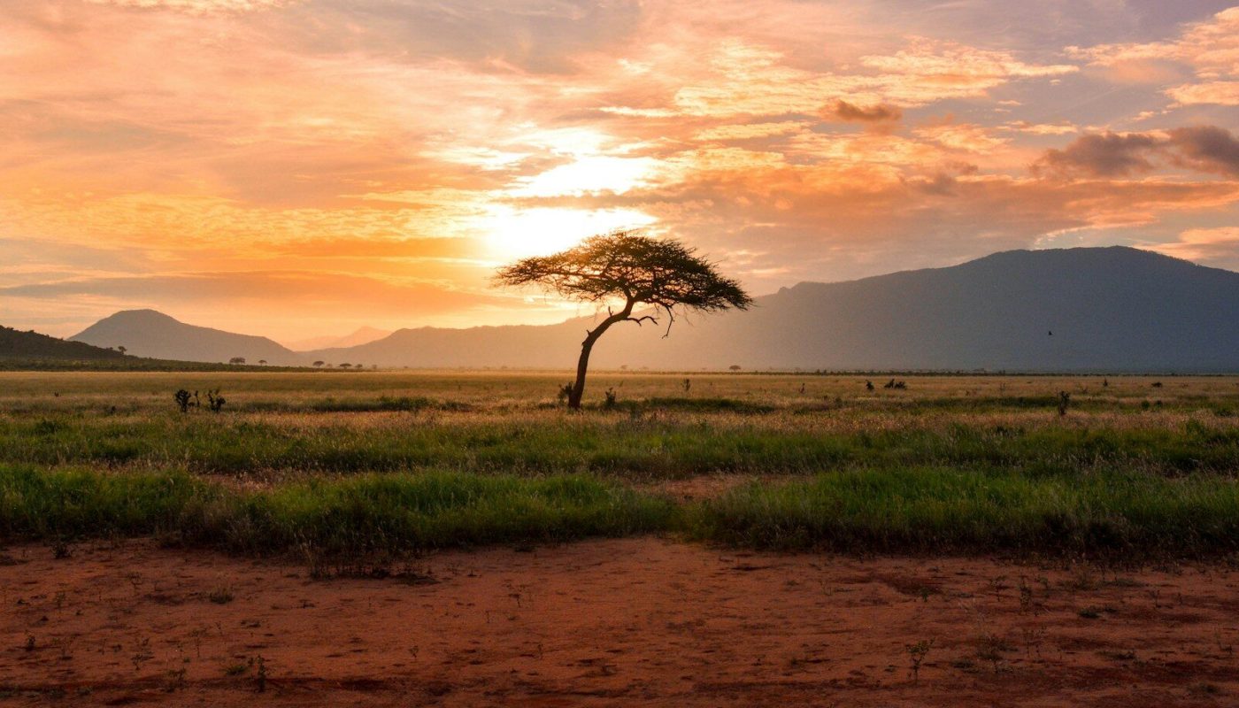 tree between green land during golden hour
